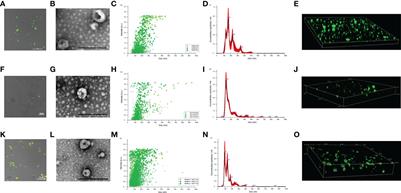 Immunomodulatory effect of extracellular vesicles from Entamoeba histolytica trophozoites: Regulation of NETs and respiratory burst during confrontation with human neutrophils